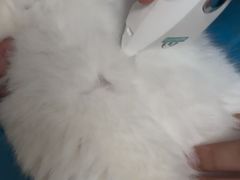 -宠福鑫动物医院(望京分院)