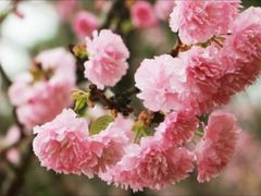 -天适樱花悠乐园