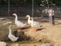 -苏州香山国际大酒店