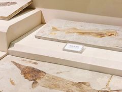 -辽宁古生物博物馆