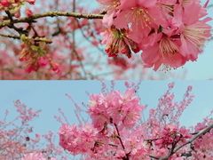 -天适樱花悠乐园