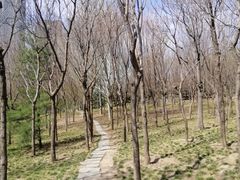 -大望京公园