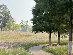 -洋湖国家湿地公园