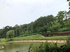 -大塘金香草谷