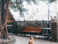 -柴犬高等学院·狗咖·柴犬售卖·宠物训练