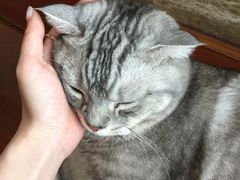 -Catmate·猫肥家润(金润铂宫店)