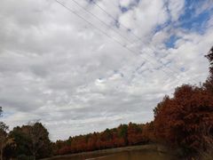 -上海海湾国家森林公园