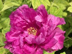 -杏花村水席楼·洛阳水席(老城十字街店)