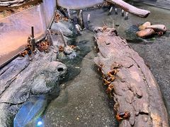 -正佳雨林生态植物园