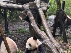 -成都动物园