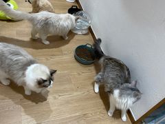 -1013 PET SHOP精品宠物商店(丁香店)
