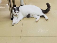 -瑞派动物医院·猫专科·至诚(江南中分院)