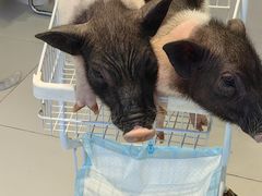 -怪兽屋·羊驼·猫咖·狗咖(俊华广场店)