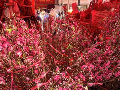 -越秀西湖花市(广州城市广场花卉店)