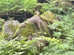 -汤旺河林海奇石景区