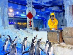 -芜湖新华联大白鲸海洋公园