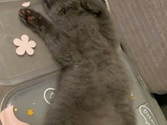 -柚子猫舍·精品猫舍购猫·猫咪认养·购宠·宠物店
