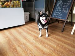 -柴犬高等学院·狗咖·柴犬售卖·宠物训练