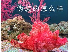-暹罗海洋世界