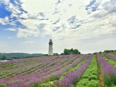 -紫颐香薰山谷景区