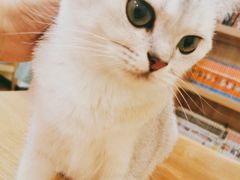 -滚猫咖啡·猫咖·猫友好撸猫(未来城店)