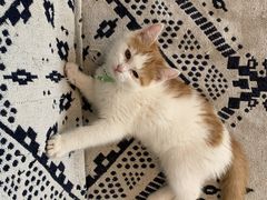 -平行世界·猫咖(首经贸店)