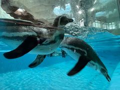 -帝企鹅自助餐厅•儿童岛•真企鹅(长隆企鹅酒店)