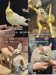 -Zoolung Zoolung动物主题公园(海信广场店)