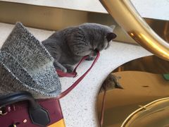 -飞行喵MR PILOT|猫舍·猫咖(静安大融城店)