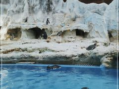 -帝企鹅自助餐厅•儿童岛•真企鹅(长隆企鹅酒店)