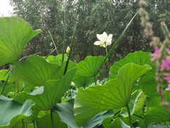 -东郊湿地公园