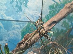 -上海昆虫博物馆