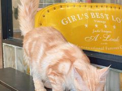 -十年猫舍·猫咪专门店(普陀店)