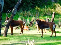 -奥兰多迪士尼动物王国乐园