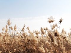 -野鸭湖国家湿地公园