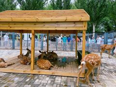 -长白岛森林公园