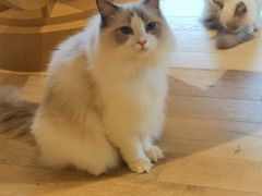 -CAT’S MEWSTAR CAFE·喵星球猫屋(晴湾咖啡店)