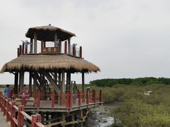 -北海金海湾红树林生态旅游区