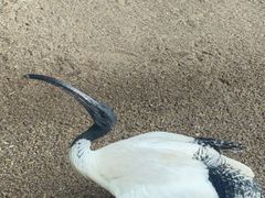 -费瑟代尔野生动物园