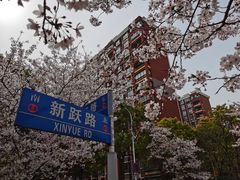-高东镇樱花园