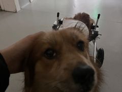 -谐和益家动物医院·免疫绝育·血液透析·宠保定点医院(高新伊藤分院)