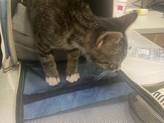 -萌兽医馆·犬猫专科·眼科中心·宠物医院(朝阳门分院)
