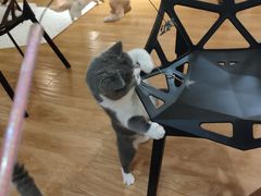 -滚猫咖啡·猫咖·猫友好撸猫(未来城店)