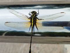 -四川农业大学(雅安校区)