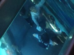 -暹罗海洋世界