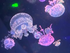 -海合安成都极地海洋公园