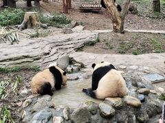 -都江堰中华大熊猫苑