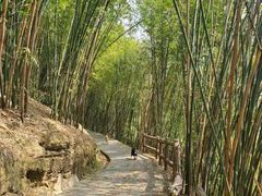 -铁山坪森林公园