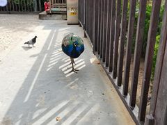 -西霞口神雕山野生动物世界