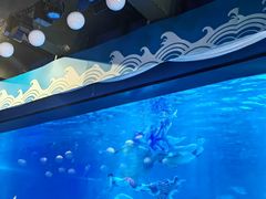 -烟台海昌鲸鲨海洋公园